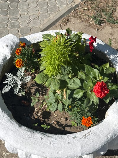 The image shows a close-up, overhead view of a white, textured planter filled with various flowers and greenery. The planter appears to be made of concrete and has a somewhat rough, aged surface. Inside, several plants are visible. A bright red dahlia is prominent in the upper center, surrounded by lush green leaves. To the right of the dahlia, a smaller orange marigold is in bloom. In the lower left, a cluster of small orange and yellow flowers, likely also marigolds, are present. A feathery, silvery-gray plant is situated in the lower center, providing a textural contrast. Various green foliage, some with grass-like leaves, fills the rest of the planter. The soil is dark and appears somewhat dry, with a few small stones scattered throughout.

The scene is outdoors, suggested by the dappled sunlight and shadows cast on the soil. The bright sunlight indicates it is daytime, likely mid-morning or afternoon. The setting appears to be a garden or patio area, with a glimpse of patterned gray paving stones to the left of the planter. There is no visible text in the image. The overall impression is one of a carefully arranged, colorful flower display in a weathered planter. No people or specific activities are depicted. Given the provided location context of Yakutsk, Russia, the flowers are likely chosen for their ability to thrive in the region's climate.