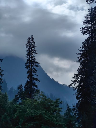 The image depicts a panoramic view of the Solang Valley in India, characterized by its mountainous terrain and lush vegetation. Dominating the foreground are several coniferous trees, their dark silhouettes contrasting with the overcast sky. The trees vary in height and density, with some appearing as towering figures and others forming a thicker canopy. In the mid-ground, a majestic mountain range rises, its slopes shrouded in mist, lending an ethereal quality to the scene. The mist obscures the details of the upper reaches of the mountains, creating a sense of depth and mystery. The sky above is a canvas of heavy, grey clouds, suggesting an impending change in weather or a recent rainfall. The overall atmosphere is one of serene, natural beauty, with the landscape conveying a sense of tranquility and untouched wilderness. No people or specific actions are visible in the image.
