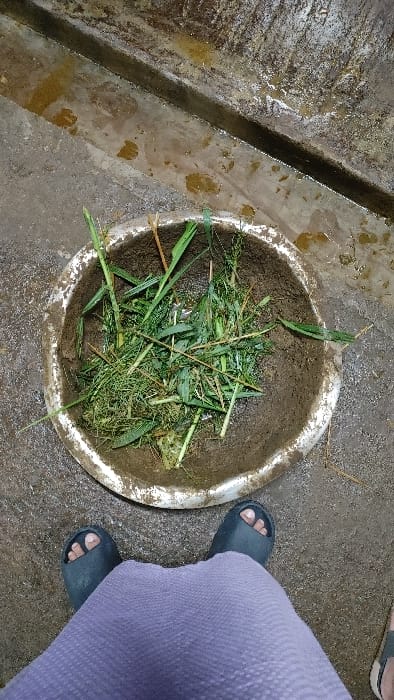 A metal basin filled with grass and dirt sits on a rough concrete surface in Savar, Bangladesh. The basin is slightly dented and worn. A person wearing black sandals and a lavender-colored dress stands with their feet on either side of the basin. The person's right foot is slightly closer to the camera. The scene is taken from an overhead perspective. The person's left foot is visible in the frame. The person's left hand is not visible. The background is a concrete surface that appears to be stained with brown streaks. The ground around the basin is dry.