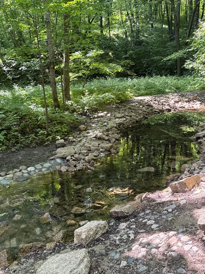The image shows a stream flowing through a wooded area with trees and vegetation. The stream has a rocky bed and is bordered by a stone embankment. The water reflects the surrounding greenery and trees. The ground on the right side of the stream is covered with stones and dirt. The scene appears to be a natural landscape, likely in a park or forest. The lighting suggests it is daytime, with sunlight filtering through the trees. No people or specific activities are visible. The location context provided is Sdt Shcherbakovka, Russia.