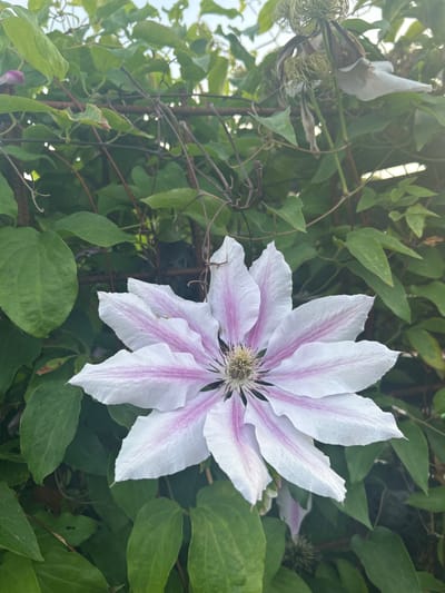 A close-up, eye-level, outdoor shot features a single, fully bloomed clematis flower prominently in the center. The flower has delicate, white petals with vibrant pink streaks radiating from the center. The center of the flower contains a cluster of pale yellow stamens. The flower is set against a backdrop of lush green foliage and thin, brown stems, suggesting it is growing on a trellis or vine. The lighting suggests it is daytime, with a slight lens flare visible in the upper right quadrant. No people are present. The image is a photograph of a clematis flower in Sandefjord, Norway.