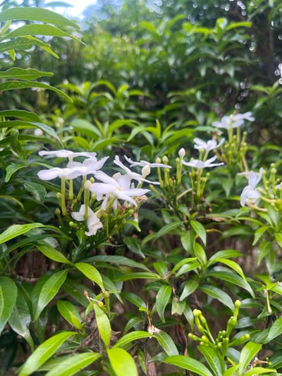 This image features a close-up of a plant with small, white flowers and green leaves. The flowers are delicate with five petals, and some are still in bud form. The leaves are elongated and glossy, arranged in a dense pattern around the stems. The background is a blur of green foliage and light, suggesting an outdoor setting with dappled sunlight. The overall impression is one of natural beauty and tranquility. The image appears to be taken at eye level, looking slightly upwards into the plant. There is no visible text in the image. The context provided places this scene in Meunasahmeucap, Indonesia, a location known for its lush tropical vegetation. The image likely depicts a common flowering plant found in such an environment. The lighting suggests it could be daytime, possibly morning or late afternoon when the sunlight is softer. The focus is entirely on the plant, highlighting the intricate details of its blossoms and foliage.