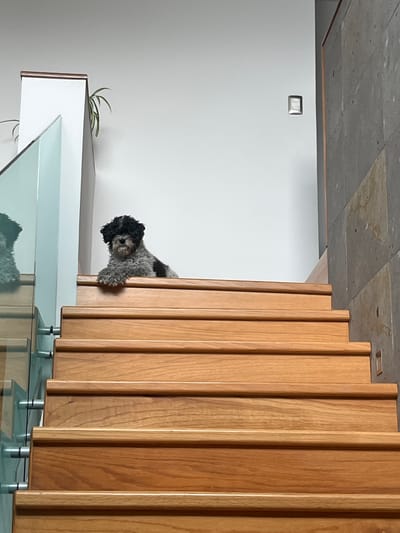 A small, grey and black poodle-mix dog with curly fur is lying on a wooden staircase. The dog is positioned on the top visible step, looking forward. The staircase is made of polished wood and has a modern design with clean lines. To the left of the stairs, a glass railing with metal supports is visible. The background consists of a white wall with a light switch and a textured grey stone wall on the right. A small potted plant is seen on a ledge behind the dog. The image appears to be taken from a low angle, looking up the staircase. There is no indication of the location being in Barrio de Nuevo León, Mexico.