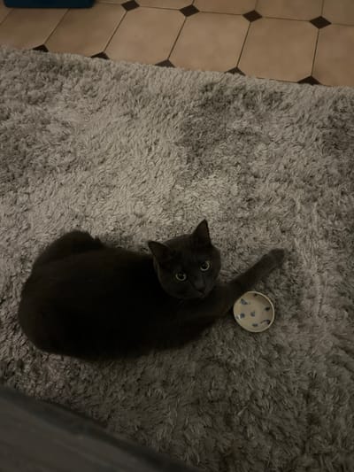 A gray cat lies on a gray shag carpet, next to a small, white, blue-patterned dish. The cat is positioned on its side, looking directly at the camera with wide, bright eyes. Its right paw is extended toward the dish. Part of a tiled floor is visible to the left of the carpet. A portion of a wall or object is visible on the right side of the frame.