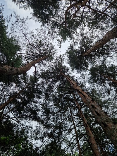 This media file is a low-angle, wide shot of tall pine trees in a forest, looking up towards the sky. The subjects are the trees themselves, their rough, textured bark and dark green needles filling the frame. The scene is a natural forest setting, with multiple tree trunks and branches extending upwards, creating a dense canopy. The sky above is overcast, with hints of white clouds peeking through the branches. The time of day appears to be daytime, possibly late afternoon or early evening, given the diffused light. There are no people or specific objects visible, and no text is present. The overall impression is one of natural beauty and the towering presence of the trees. The location context suggests this scene is likely from Pancharevo, Bulgaria.