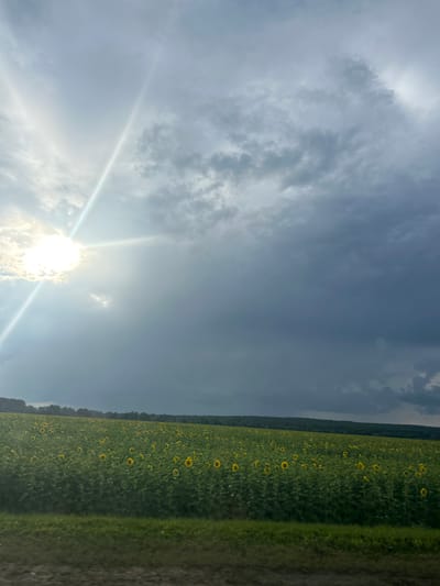 A field of sunflowers stretches across the landscape under a dramatic sky. The sun is partially obscured by dark, heavy clouds, casting a bright ray of light through the sky. The sunflowers, a vibrant yellow, are densely packed together, creating a sea of color. A dark green line of trees borders the horizon behind the field. A patch of green grass runs along the bottom of the image, separating the field from a dark, rough foreground. The image appears to be taken from a moving vehicle, as indicated by the blurred foreground. The location is Иж-Бобья, Russia.