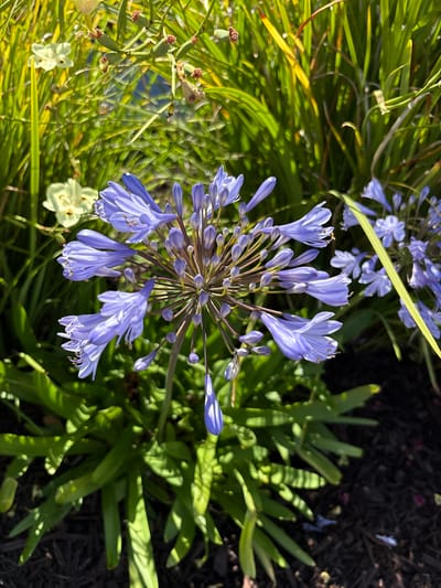 A close-up, eye-level, outdoor shot captures a cluster of purple Agapanthus flowers in full bloom, with the bright sun casting shadows and highlighting the delicate petals. The flowers are the central focus, arranged in an umbel shape, with many buds still developing. Surrounding the Agapanthus are tall, green blades of grass and some lighter-colored flowers, possibly daffodils or irises, adding texture and contrast. The ground beneath the plants is covered in dark mulch. The image was taken in Mountain View, California, United States of America.