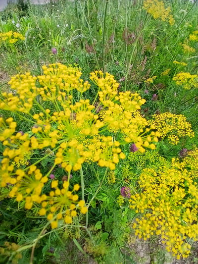 This is a close-up, high-angle shot of a patch of flowering plants, predominantly featuring bright yellow umbels of dill. The dill flowers are clustered in large, feathery sprays, with numerous small yellow florets. Interspersed among the dill are some smaller purple flowers, possibly clover or a similar species. The background is a dense, green expanse of grass and other foliage, with hints of dry soil or gravel visible in some areas, particularly on the right side of the frame.
The scene appears to be a natural or semi-cultivated outdoor setting, likely a field or garden. The lighting suggests daylight, possibly mid-morning or afternoon, with the sun illuminating the yellow flowers. The overall impression is one of lush greenery and blooming plants. There are no people or animals visible in the image. The focus is entirely on the botanical details of the flora. The image does not contain any visible text. The presence of dill and the provided location context of Кош-Дөбө, Kyrgyzstan, suggests a rural or agricultural setting.