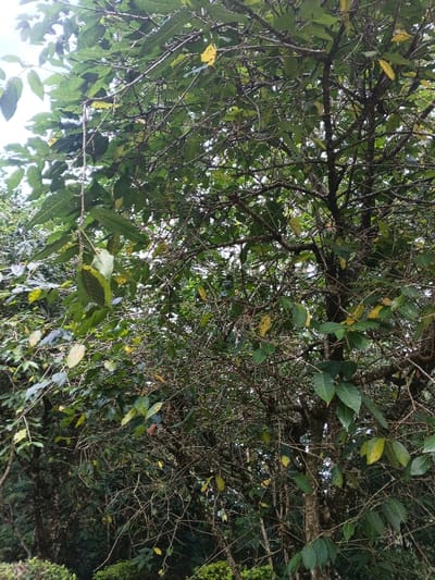 A dense tree dominates the frame, its trunk and branches filling the midground. Green and yellowish leaves are scattered throughout, some bunched in clusters. The branches are intricate, creating a web-like pattern against a bright sky. In the background, hints of more trees and foliage suggest a lush, overgrown forest. Low greenery sits at the bottom of the shot.