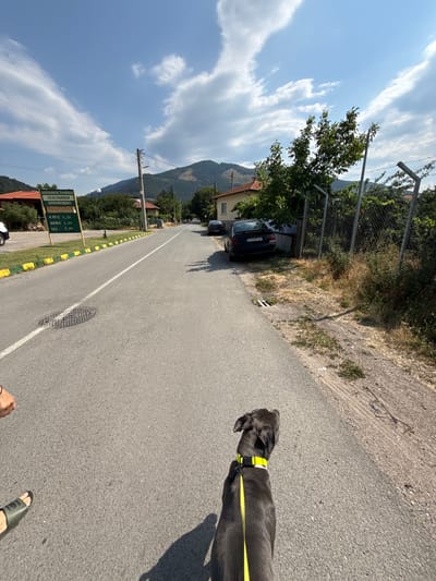 An outdoor, eye-level, medium shot captures a street scene in Tvarditsa, Bulgaria. A large, dark gray dog wearing a neon yellow collar and leash is in the foreground, facing away from the camera and looking up and to the right. The dog is on a paved road with a white line down the center. To the left of the road, a green sign with Bulgarian text and fuel prices is visible. Further down the road, houses and trees line the street, with a chain-link fence and overgrown vegetation on the right. In the background, a mountain range with sparse trees is visible under a bright blue sky with scattered white clouds. The scene appears to be a rural or semi-rural area.