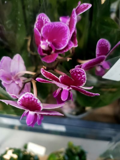 This media file features a close-up, eye-level view of several pink and purple orchids, likely part of a potted plant. The flowers are in various stages of bloom, with some showing intricate patterns of white and darker pink on their petals. The background is a blur of dark green foliage, suggesting a natural or cultivated garden setting. The lighting appears to be soft, possibly from an indoor source or diffused daylight, and there are no strong shadows. The overall mood is serene and delicate, highlighting the beauty of the orchids. There is a white label visible on the right side of the image, but the text on it is not legible. The scene is static, focusing solely on the floral subjects. Given the provided location context of Kremenchuk, Ukraine, it's possible this image was taken in a home, a greenhouse, or a flower shop in that region. No people or discernible human activity are visible.