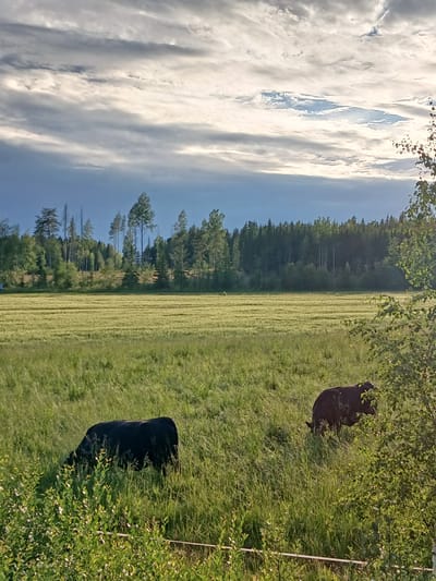 This media file depicts a pastoral scene in Hankasalmi, Finland, likely captured during a summer day. The image is oriented vertically, showing a large field of freshly cut grass, indicated by the uniform, striped texture. To the left, a dramatic sky filled with large, wispy clouds dominates the frame, suggesting fair weather with some cloud cover. The horizon line separates the sky from a dense forest bordering the field, composed of numerous coniferous trees.
In the foreground, partially obscured by lush green foliage and tall grasses, are two dark-colored animals, resembling cows. One cow is more visible, its dark, glossy coat contrasting sharply with the vibrant green surroundings. The other cow is further back and less discernible. The presence of these animals suggests a rural, agricultural setting. A white post, possibly part of a fence, is visible on the far right of the frame, further supporting the idea of a fenced pasture or field.
The lighting suggests it is either late afternoon or early morning, with the sun casting a warm glow on the vegetation and creating distinct shadows. The overall mood is serene and peaceful, characteristic of a rural landscape at golden hour. There is no visible text in the image.