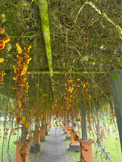 In Baturiti, Indonesia, this image captures a pathway lined with brick pillars supporting a dense canopy of hanging vines adorned with numerous clusters of orange and yellow flowers. The pathway itself is paved with grey stones and is bordered by a lush green lawn. The overhead vines create a natural tunnel effect, with sunlight filtering through the foliage and flowers. A thick, moss-covered cylindrical beam runs horizontally overhead, likely part of the structure supporting the vines. The scene evokes a sense of natural beauty and tranquility.