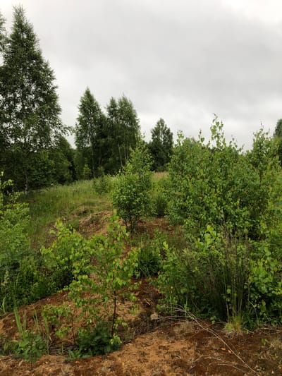 A landscape photograph captures an overcast day in a wooded area with a mix of trees and undergrowth. The foreground is dominated by a reddish-brown, sandy embankment covered in sparse vegetation and dry twigs. Several young birch saplings with light green leaves are growing on this embankment. Behind the embankment, a dense growth of green foliage, including bushes and taller trees, fills the midground and extends into the background. The sky is a uniform gray, indicating cloudy conditions. The scene is natural and appears to be an undeveloped or semi-wild area, potentially on the outskirts of Zhukovo, Russia. No people or animals are present in the image.