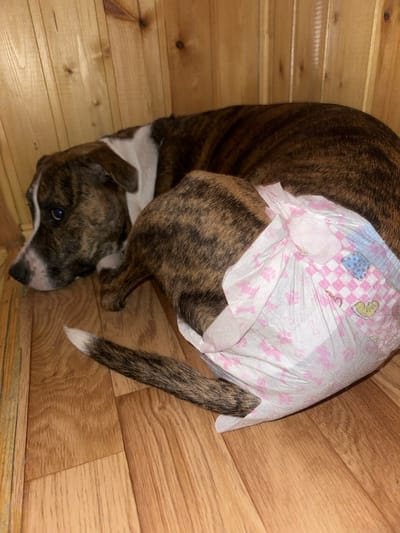 An indoor scene in 3-Y Uchastok, Russia, depicts a brindle and white short-haired dog lying on its right side on a light-colored wooden plank floor. The dog's head is positioned on the left, facing towards the viewer, with visible dark eyes and a white muzzle area. Its hindquarters are covered by a disposable dog diaper, predominantly white and pink, patterned with small paw prints, hearts, and a checkered design. The dog's brindle tail, which features a distinct white tip, extends from an opening in the diaper, resting on the wooden floor. The background consists of a vertical wall constructed from light-toned wooden slats. No human subjects or other animals are visible.