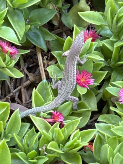 A lizard with grey and brown speckled scales is positioned horizontally across vibrant green, succulent leaves with some small pink flowers. The lizard is in focus, with its head and front legs visible on the upper right portion of the image, and its tail extending towards the lower left. The leaves are plump and triangular, with a slight yellowing at the tips. The pink flowers are star-shaped with numerous thin petals. The background is a blur of brown and dark green, suggesting soil and possibly dry vegetation. The scene is an outdoor environment, likely a garden or natural setting. No people or man-made structures are visible. The image appears to be taken in Palma de Mallorca, Spain.