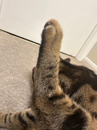 A close-up shot depicts a brown tabby cat lying on a beige carpet. The cat is positioned near a white door frame, with its paw extended towards the left edge of the image. The cat's face is obscured, but its striped legs are visible. The location of Desborough, United Kingdom is not applicable to this image.