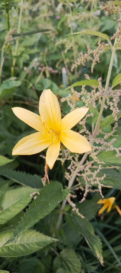The image shows a close-up of a single yellow lily in a natural setting. The lily has six petals and prominent stamens. The flower is in focus, while the background consists of green foliage and some lighter, feathery seed heads of another plant, possibly nettle. The lighting suggests it is daytime, likely late afternoon or early morning due to the soft, warm light and gentle shadows. The overall impression is one of a peaceful, natural scene. No people, text, or specific identifiable objects are visible beyond the plants. The location context is Merchalovo, Russia.