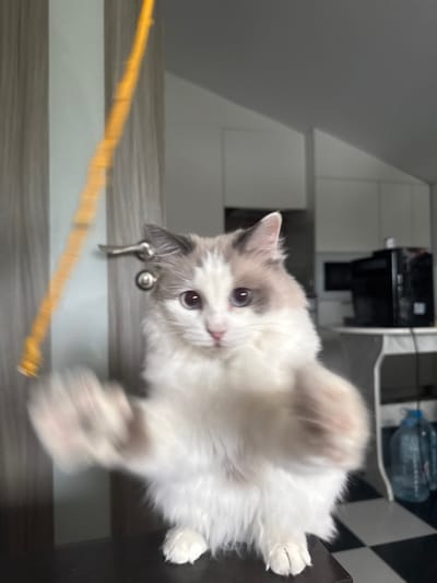 A fluffy, white and grey Ragdoll kitten with blue eyes is playfully reaching towards the camera with its paws. The kitten is positioned on a dark surface, likely a table, with its body blurred from movement. In the foreground, a yellow string or toy is also blurred, indicating it's in motion and likely being played with by the kitten.
The background is out of focus, but hints at a kitchen or living area. There are white cabinets and appliances, some black and white checkered tiling on a wall, and a large blue water bottle on a shelf. The overall lighting suggests it is daytime. The kitten's playful pose and outstretched paws convey a sense of curiosity and engagement. The image appears to be taken from a low angle, looking up at the kitten. There is no visible text in the image.