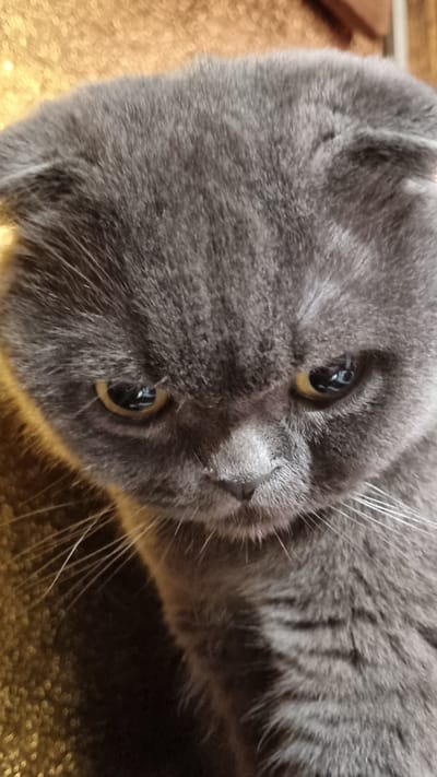A close-up, eye-level, vertical shot shows the face of a grey Scottish Fold cat. The cat's ears are folded forward and its eyes are wide open, with yellow irises and dark pupils. The cat's nose is small and black, and its whiskers are long and white. The cat is looking down and to the right. The background is a blurred golden surface. The image was taken in the city of Vysokoe, Russia.