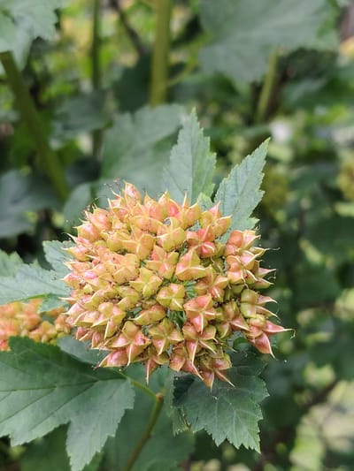 This media file features a close-up, eye-level shot of a cluster of seed pods on a plant. The seed pods are the primary subject, appearing in various stages of ripeness, with colors ranging from light green to reddish-pink. Each pod has a distinct star-like shape with pointed tips, and some have delicate, thread-like tendrils extending from them. The seed pods are densely packed together, forming a spherical cluster.

Surrounding the seed pods are several large, green leaves with serrated edges, typical of foliage from a shrub or perennial plant. The leaves are in focus in the foreground and mid-ground, providing a natural, green backdrop. The background is softly blurred, showing more greenery and suggesting an outdoor, natural setting. The lighting appears to be natural daylight, creating soft shadows and highlighting the textures of the seed pods and leaves. There is no discernible text within the image. The overall impression is one of nature's details, focusing on the reproductive structures of a plant. The setting is likely a garden or a natural area in Balashikha, Russia, given the location context. No people are visible, and no specific activity or event is taking place; it is a still, observational shot of a plant.