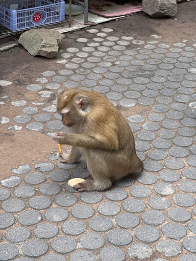 The image depicts a solitary monkey sitting on a circular paved ground in Ratsada, Thailand. The monkey, with light brown fur, is holding and eating what appears to be a piece of food in its hands. It is positioned in the lower-center of the frame, facing towards its left. The ground is composed of a pattern of circular grey paving stones interspersed with sand. In the background, there are rocks, a blue plastic crate with a "75" label, and a metal shelving unit. The overall environment suggests an outdoor, possibly public, area.