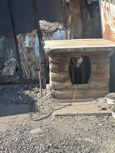 The image depicts a dog kennel in Novoyeniseyka, Russia. A dog with light-colored fur and dark eyes is visible inside a wooden doghouse. The doghouse has an arched entrance and is made of rough-hewn wooden planks. A metal chain is attached to the dog's collar and extends out of the kennel, lying on the ground. The ground around the kennel is covered with gravel and dirt, with some debris scattered about. In the background, there are dilapidated structures made of wood and what appears to be plaster or stucco. Two metal bowls, one partially visible and containing some granular material, are located to the right of the doghouse. The overall scene suggests an outdoor, rural or semi-rural environment.