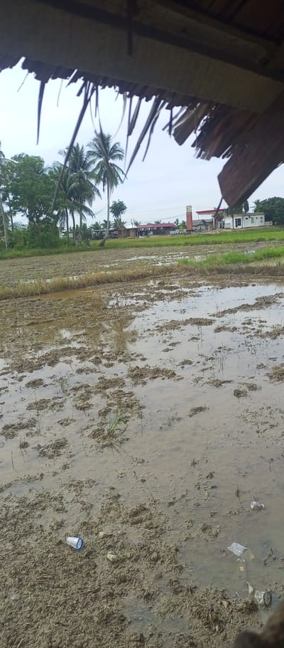 This media file depicts a muddy, flooded rice paddy under a cloudy sky. The foreground is dominated by the murky water and churned mud of the paddy, with remnants of vegetation and some scattered pieces of litter, including a blue and white plastic bottle and other unidentifiable debris.
In the middle ground, a line of palm trees and other greenery separates the paddy from a collection of buildings in the distance. These buildings appear to be a mix of structures, possibly including shops or houses, with a distinctive tower or signpost in the center, possibly indicating a gas station or a local landmark. The architecture suggests a tropical or Southeast Asian setting.
The background is a hazy, overcast sky, indicating diffused light and potentially a humid or rainy day. The framing of the image, with a thatched roof or awning partially obscuring the top, suggests the photo was taken from a sheltered viewpoint, perhaps a traditional hut or veranda overlooking the field.
There is no discernible activity or event taking place; the scene appears to be a still, somewhat desolate landscape. The time of day is not clear due to the overcast conditions, but the lighting suggests it is daytime. The location cues, such as the palm trees and the style of the buildings, along with the provided context of Blangtuee, Indonesia, help to pinpoint the geographical setting. The overall mood conveyed is one of rural simplicity, with a hint of environmental concern due to the visible litter.