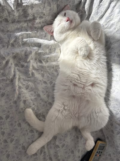 A white cat is lying on its back on a bed with a floral-patterned comforter. The cat is relaxed, with its paws curled up and its eyes partially closed, suggesting it is asleep or resting. Sunlight streams in from the left, casting shadows across the bed and the cat's fur. To the right of the cat, a remote control rests on a black object. The scene appears to be indoors, likely a bedroom. The time of day is suggested by the sunlight. The location is Vysokoye, Russia. There is no visible text in the image.