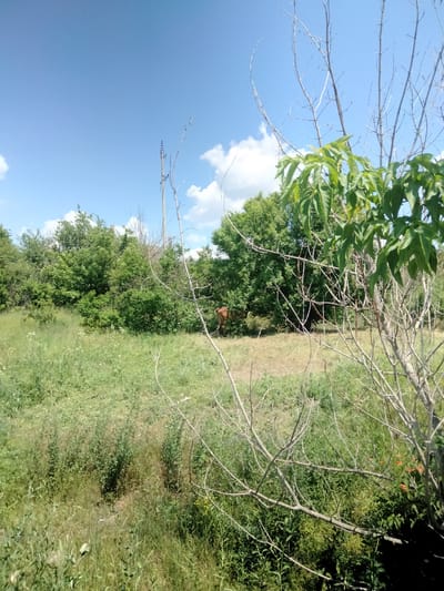 The image depicts an outdoor scene with abundant vegetation under a clear blue sky with scattered white clouds. The foreground is dominated by dry, bare branches of a deciduous tree, with some green leaves visible on the upper right. Behind this, a grassy field stretches into the midground, interspersed with patches of taller weeds and wildflowers. In the middle distance, a brown animal, possibly a calf or a young cow, is partially visible amidst a dense growth of green trees and bushes. The background features more trees and a hint of a building structure. The overall environment suggests a rural or semi-rural setting, potentially in or around Ananiv, Ukraine, given the context provided.