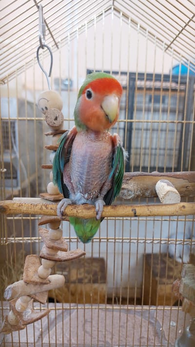 The image shows a young, partially bald lovebird inside a cage. The bird has green feathers on its wings and tail, and its head is orange and green. Its skin is visible in patches, appearing pinkish and slightly scaly. It is perched on a wooden dowel with several small wooden beads and some textured food or chew toys attached. The cage is made of thin, gold-colored metal bars. In the background, through the bars of the cage, there are hints of indoor structures, possibly furniture or other cages, and a blue object that could be a curtain or a toy. The lighting suggests it is daytime, likely indoors, with a neutral, possibly slightly overcast light source. There is no visible text in the image.
