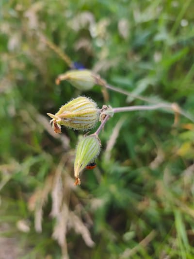 A close-up, shallow-depth-of-field photograph captures two green seed pods on a thin stem against a blurred green and tan background of foliage. The upper seed pod is elongated, with a fuzzy, pale green surface and faint vertical striations. A small, dried brown petal remains attached to its tip. Below and slightly to the right, a second seed pod, shorter and more rounded, also exhibits fuzzy texture and vertical striations. A small, red ladybug with black spots is positioned on the underside of this lower seed pod, with its head pointing downwards. The image suggests a natural outdoor setting. The specific location in Codru, Moldova, cannot be determined from the visual information provided.