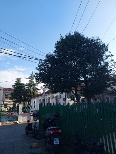 This vertically oriented image captures a bright daytime street scene in Tiranë, Albania, under a clear blue sky with a few sparse clouds. Numerous overhead power lines crisscross the upper portion of the sky, extending from left to right.
A large, dense tree with dark green foliage dominates the left and central parts of the frame, partially obscuring the sky and some distant structures. To the right, a dark green wooden slatted fence runs horizontally, separating the street from a series of buildings. Behind this fence, white buildings with multiple air conditioning units mounted on their facades are visible, along with parts of other trees and gates.
On the paved street to the right of the fence, two motorcycles or scooters are parked. One scooter is prominent in the foreground, displaying an Albanian license plate "BP 408" on its rear fender. No people are visible, and no specific activity is taking place beyond the stationary vehicles. The scene is well-lit, indicating good weather. A white rectangular sign is partially visible behind the fence on the left side, but its text is unreadable.