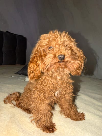 A reddish-brown, curly-haired dog, consistent with a Poodle or Poodle-type breed, is depicted sitting upright on a light-colored, textured blanket or bedspread. The dog is positioned centrally, facing directly towards the viewer, with dark eyes and a dark nose. Its coat is dense and tightly curled, appearing shaggy around its face and ears. To the left in the background, a dark, multi-segmented upholstered object, possibly a headboard, is partially visible against a dark wall. A white cable and a dark, indistinct object are present on the light surface behind the dog's left side. The scene is lit by an internal light source, creating subtle shadows. The location is in the city of Madzherito, Bulgaria.