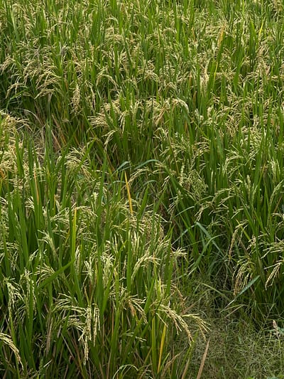 The image depicts a dense field of rice plants, likely located in or near Canggu, Indonesia. The plants are predominantly green with some yellowing. The rice heads are abundant and beginning to mature. Some other vegetation grows alongside the rice. No people, animals, or structures are visible. The photograph appears to have been taken during the day, with even, soft lighting.