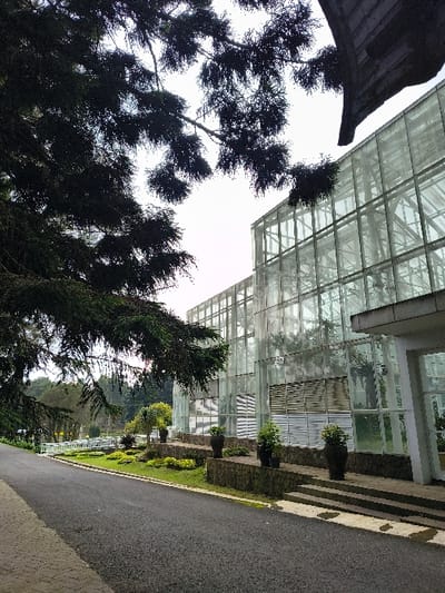 A modern glass building ascends alongside a paved path. Planters line the walkway, filled with greenery. Mature trees frame the structure, with their dense, dark foliage contrasting against the light, transparent glass. The angle of the shot creates an upward perspective towards the sky, capturing both architectural and natural elements.