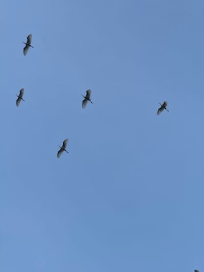 Six birds are captured in flight against a clear, pale blue sky. The birds are oriented in various directions, with their wings extended, suggesting they are actively flying. The image provides no information about the city of Yên Sơn Ward, Vietnam.