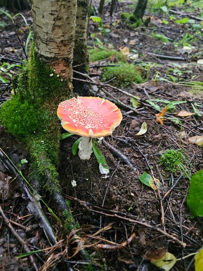 A single, vibrant red and white Amanita muscaria mushroom stands prominently in the foreground of a damp, forest floor environment in Gaivinskoe Lesnichestvo, Russia. The mushroom's cap is a striking scarlet, adorned with numerous white, wart-like spots. Its pale white stipe, or stem, is visible, emerging from the dark, loamy soil.
The base of the mushroom is surrounded by rich, dark earth, littered with fallen leaves, twigs, and moss. To the left of the mushroom, a section of a birch tree trunk is covered in lush, green moss, with small white flecks that may be remnants of mycelium or other small fungi. The bark of the birch tree is characteristic with its pale, peeling texture and dark horizontal markings.
The background is a soft blur of more trees and foliage, indicative of a dense forest setting. The ground is a mosaic of dark soil, decaying organic matter, and patches of moss. The overall impression is one of a natural, undisturbed woodland scene, likely captured after or during rainfall, given the damp appearance of the environment. There are no people or animals visible in the image.