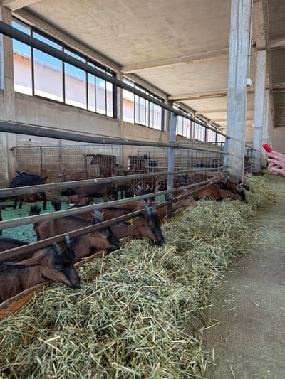 In Krimovice, Montenegro, a goat farm is depicted inside a building with a concrete floor and ceiling. Large windows with horizontal blinds are visible along the left side. The building's interior is sectioned into pens by metal bars. Numerous goats are present, predominantly brown and black, some lying down and others standing. A large pile of hay is centrally located, with many goats actively feeding on it. One person's hands are visible in the upper right corner, holding a red object. The scene is brightly lit, suggesting daylight.