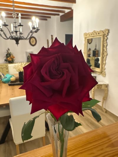 A detailed description of the image:
A close-up, slightly angled shot of a deep red rose in a clear glass vase is the central focus of the image. The rose is in full bloom, with petals spiraling towards the center. Green leaves attached to the stem are visible on the right side of the vase. The vase appears to be resting on a wooden table.
In the background, there's a glimpse of an interior setting. A chandelier with multiple lights hangs from the ceiling. On the wall, there's a decorative framed mirror or picture. A white chair is also visible. The environment looks like a dining area or a living room.
There are no people present in the shot. The interaction is solely between the rose, the vase, and the surrounding environment of what appears to be a house interior.
Given the mention of Benissa, Spain, it can be inferred that this scene is located within a dwelling or establishment in this city.