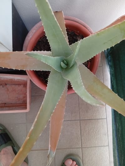 The image shows an aloe vera plant in a terracotta pot, positioned on a tiled floor. The plant's leaves are long and fleshy, with serrated edges, and exhibit a light green color with some reddish-brown tinges towards the tips. Next to the pot is a rectangular planter, and further to the right, a green mesh screen is visible. In the lower left corner, a person's foot wearing a green sandal is partially visible. The scene appears to be outdoors, possibly on a balcony or patio, given the lighting and the presence of tiled flooring and the mesh screen, which could be for privacy or shade. The image is taken from a top-down perspective. There is no explicit information in the image that can confirm the location within Civitanova Marche, Italy.