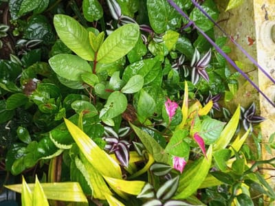 A vibrant cluster of diverse foliage is displayed. Lush green leaves of various shapes and sizes dominate, some with visible water droplets. A few plants feature distinctive purple and white striped leaves, contrasting with the predominant green. Bright yellow, spear-like leaves add a sunny touch. Hints of pink coloration appear on some leaves, enhancing the colorful composition. A purple cord stretches diagonally across the scene, and a weathered wall is visible in the upper right corner.