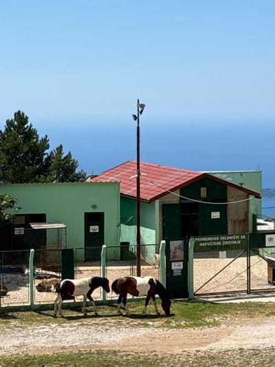 In Kuti, Montenegro, a two-story building with light green walls and a red tiled roof is visible. A tall pole with cameras stands in front of the building. The building appears to be a shelter for abandoned animals, indicated by a sign that reads "PRIVREMЕNO SKLONIŠTE ZA NAPUŠTENE ŽIVOTINJE AZIL ZA PSE" (Temporary shelter for abandoned animals, dog shelter). Two horses, one predominantly white with brown markings and the other brown and white, are grazing in a fenced grassy area in front of the building. The background shows a clear blue sky and the sea.