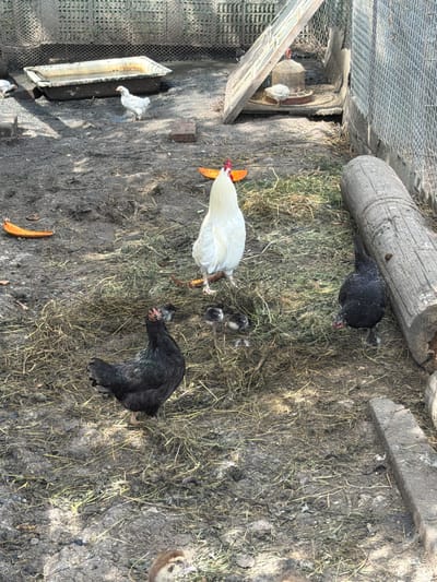 This image depicts a rural scene, likely a chicken coop, with several chickens and chicks scattered on the ground. The ground is covered in dirt, straw, and some debris. In the background, there's a trough of water, a wire fence, and a large log. A white rooster stands prominently in the center of the frame, surrounded by several dark-colored chickens and chicks. One dark chicken is in the foreground, looking upwards. Another dark chicken is to the right, near the log. A single brown duckling is visible at the bottom of the image. The overall environment suggests an outdoor farm setting. There are no visible indications of the city of Ust'-Dzhigutinka, Russia.