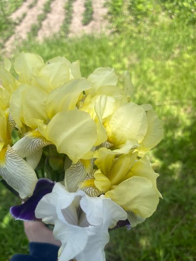 The image displays a vibrant bouquet of freshly gathered irises held outdoors in Новая Тура, Russia. The majority of the flowers are a soft yellow or creamy hue, with intricate brown and purple veining visible on the falls (lower petals) of several blossoms. Interspersed among them is a striking white iris featuring a dark, rich purple fall. A hand, partially visible in the bottom right corner and wearing a dark blue sleeve, holds the bouquet. The background is an out-of-focus expanse of bright green grass, suggesting a sunny outdoor setting like a garden or field. Faint, lighter striped patterns are discernible in the blurred grass on the left side, possibly indicating a path or cultivated area. The lighting suggests it is daytime, and the flowers appear fresh, implying a recent gathering or display of natural beauty. There is no visible text.