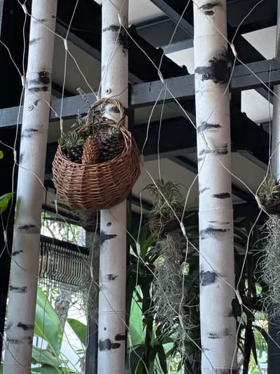 In Baan Chaweng Noi, Thailand, a close-up shot shows a decorative arrangement attached to faux birch tree trunks. These trunks, painted white with black markings, are part of an outdoor setting, possibly a patio or garden area. Thin, white string lights are draped across the trunks, creating a festive ambiance.
A small, woven wicker basket hangs from one of the trunks, filled with a pine cone, sprigs of lavender, and other greenery. To the left and right of the main basket, other hanging planters are visible, containing air plants and Spanish moss, adding a touch of natural, whimsical decor. The background reveals lush green foliage and hints of darker structural elements, suggesting an area with abundant plant life and possibly a covered outdoor space. The overall impression is one of a thoughtfully designed, tranquil outdoor space with a focus on natural textures and decorative lighting.