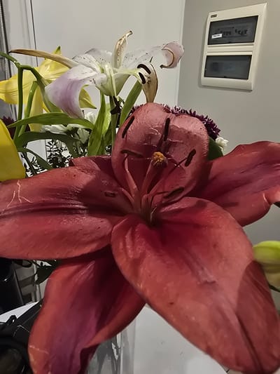 A close-up shot captures a bouquet of lilies, dominated by a large, deep red bloom in the foreground. Behind this centerpiece, other lilies in varying shades of white and yellow are visible, along with green foliage and smaller purple flowers. The background consists of a light grey wall, against which hangs a white electrical panel. The bouquet is set in front of a reflective surface, possibly a table. The exact location within La Florida, Chile, cannot be determined based solely on the visual information provided. The focus of the image is primarily on the floral arrangement.