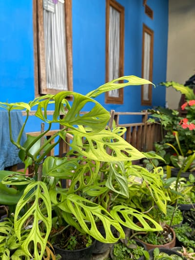 This image depicts a home garden scene in Garut, Indonesia. In the foreground, a vibrant green *Monstera adansonii* plant, characterized by its fenestrated leaves, is prominently featured, supported by a wooden stake within a dark pot. Numerous other potted plants, some with smaller foliage and others with red flowers, surround the main plant, creating a dense garden bed. The midground reveals a light brown wooden railing, likely part of a porch or balcony, and a blue fabric draped to the left. The background is dominated by a house with a bright blue exterior wall, featuring two distinct, vertically oriented wooden-framed windows with white interior blinds or curtains. A third, narrower window is partially visible to the far right on the blue wall, and a segment of a lighter-colored wall is visible further right. No individuals are present, and no active interactions are depicted. The scene is illuminated by natural light.