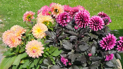 In Linköping, Sweden, a close-up shot captures a vibrant display of dahlia flowers in full bloom, set against a backdrop of lush green grass. The dahlias exhibit a range of colors, from soft peach and yellow to intense fuchsia and deep pink. Their intricate petal structures create a visually stunning effect. Dark, glossy foliage complements the bright blooms, adding depth and contrast to the scene. The image is taken from a slightly elevated perspective, allowing for a comprehensive view of the flower arrangement and the surrounding grassy area. The sunlight highlights the textures and colors of the flowers and leaves, suggesting a pleasant, sunny day.