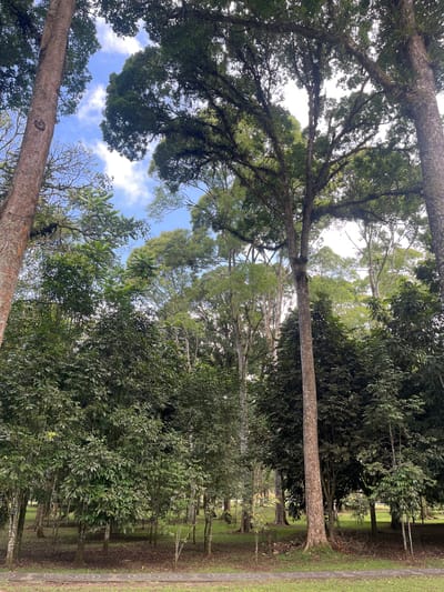 The image depicts a lush, green forest scene with tall trees reaching towards a bright blue sky dotted with white clouds. The foreground features a well-maintained pathway made of interlocking paving stones with a decorative pattern, bordered by green grass. The pathway leads into a dense collection of trees with thick foliage and mossy branches. The overall impression is one of natural beauty and tranquility, possibly in a park or botanical garden setting within the city of Baturiti, Indonesia, given the tropical vegetation. No people or animals are visible in the frame.
